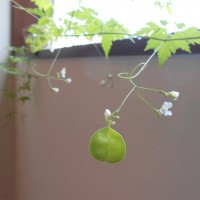 DSCN1135